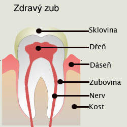 Zdravý zub